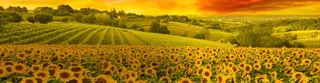 Tutte le scadenze fiscali di giugno 2020