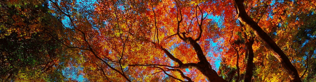 Scadenze fiscali ottobre